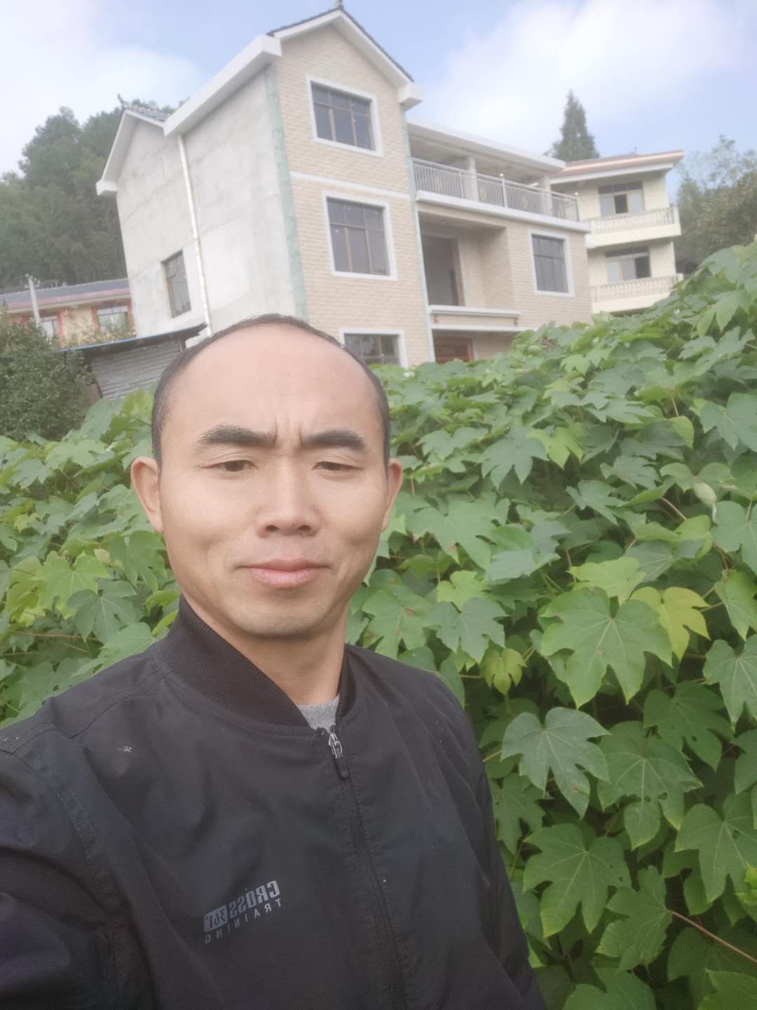 油桐苗 桐油苗批发，油桐树价格 千年桐苗 小米桐树苗