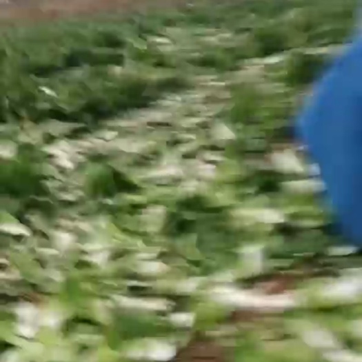 西安青杂三号白菜 西安临潼青杂白菜上市了。