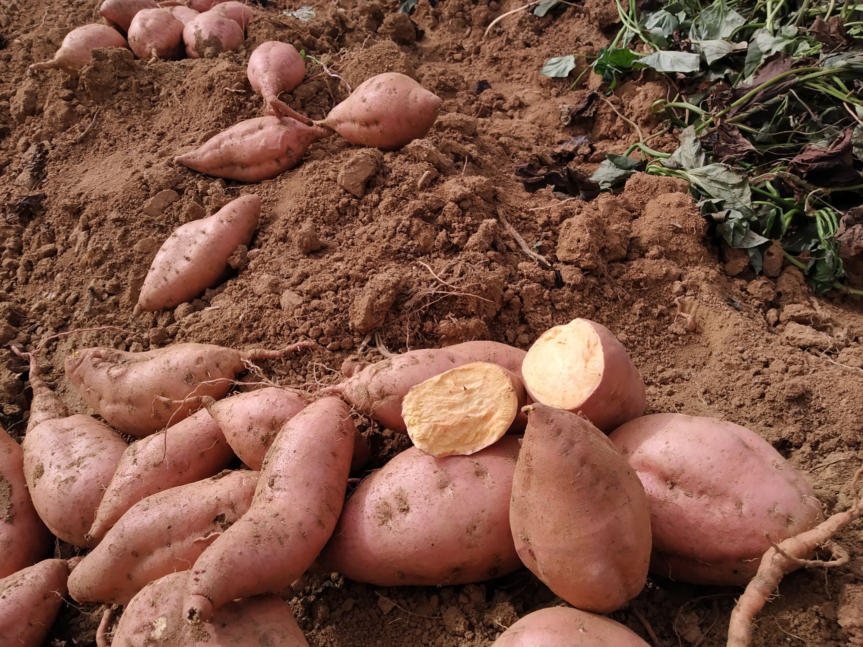 烟薯25西瓜红济薯26板栗红薯淀粉薯济薯25紫薯（紫罗兰）