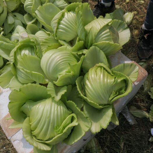 江华县包心芥菜 漂亮的大姐喔