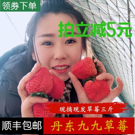 东港市丹东九九草莓，一件代发，全国招微商团队！