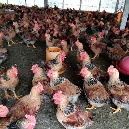广州K9鸡苗  麻黄鸡苗 882鸡苗 出壳打疫苗 下单就送2% 诚信经营