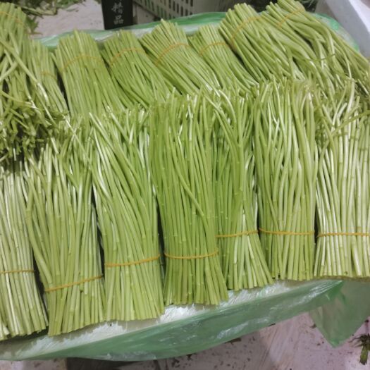 昆明云南蒌蒿  云南高原芦蒿黎蒿