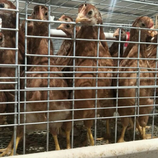 鹤壁海兰褐蛋鸡  产蛋率高，抗病力强，耗料少。性情温顺，不啄肛。