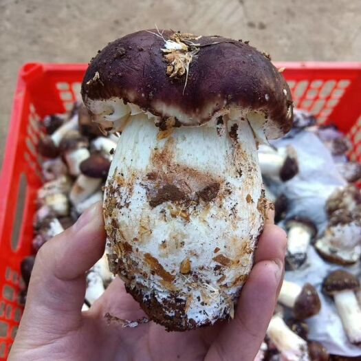 威信县鲜品赤松茸下单即采