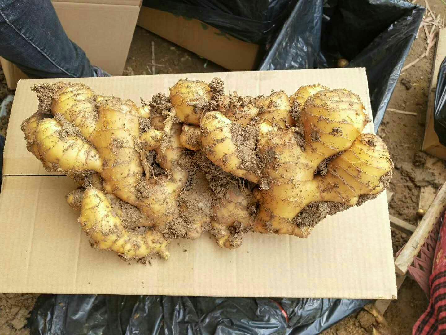 肉姜  生姜产地山东大姜，一手货源，量大从优，货源充足，保质