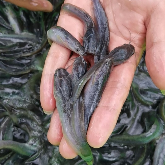 南宁钳鱼苗  埃及鱼苗，活力生猛，抗病毒，送货上门，