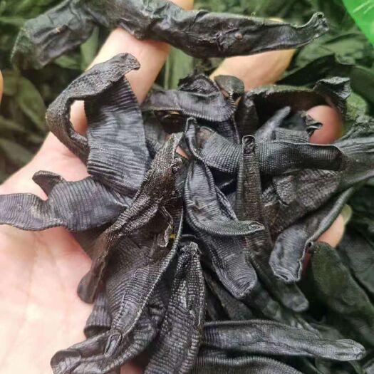 凭祥市菲牛蛭 菲牛  菲牛水蛭干货