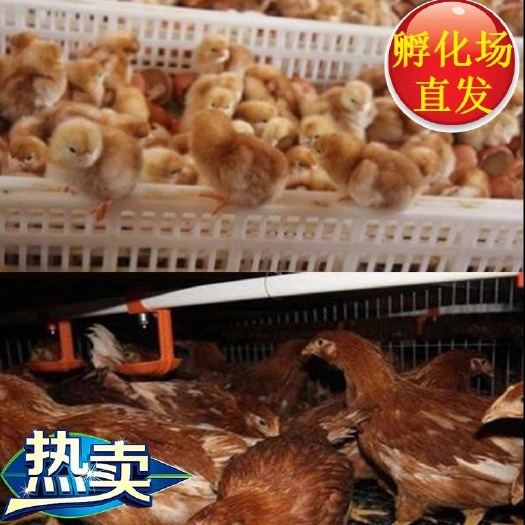 广州海兰褐壳蛋鸡  红褐色蛋鸡苗 厂家直销 诚信经营