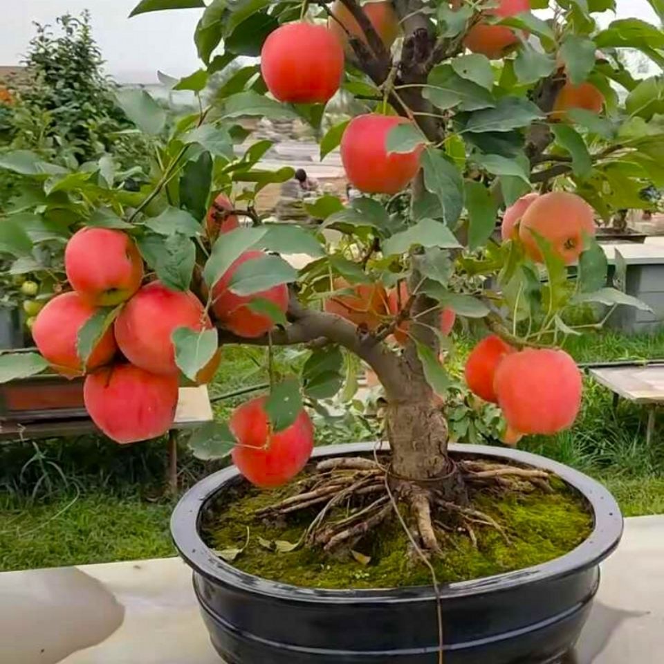 高清苹果树盆栽图片