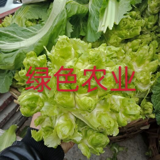 都江堰市儿菜，儿菜，儿菜，中华好菜，质优量大，发货速度