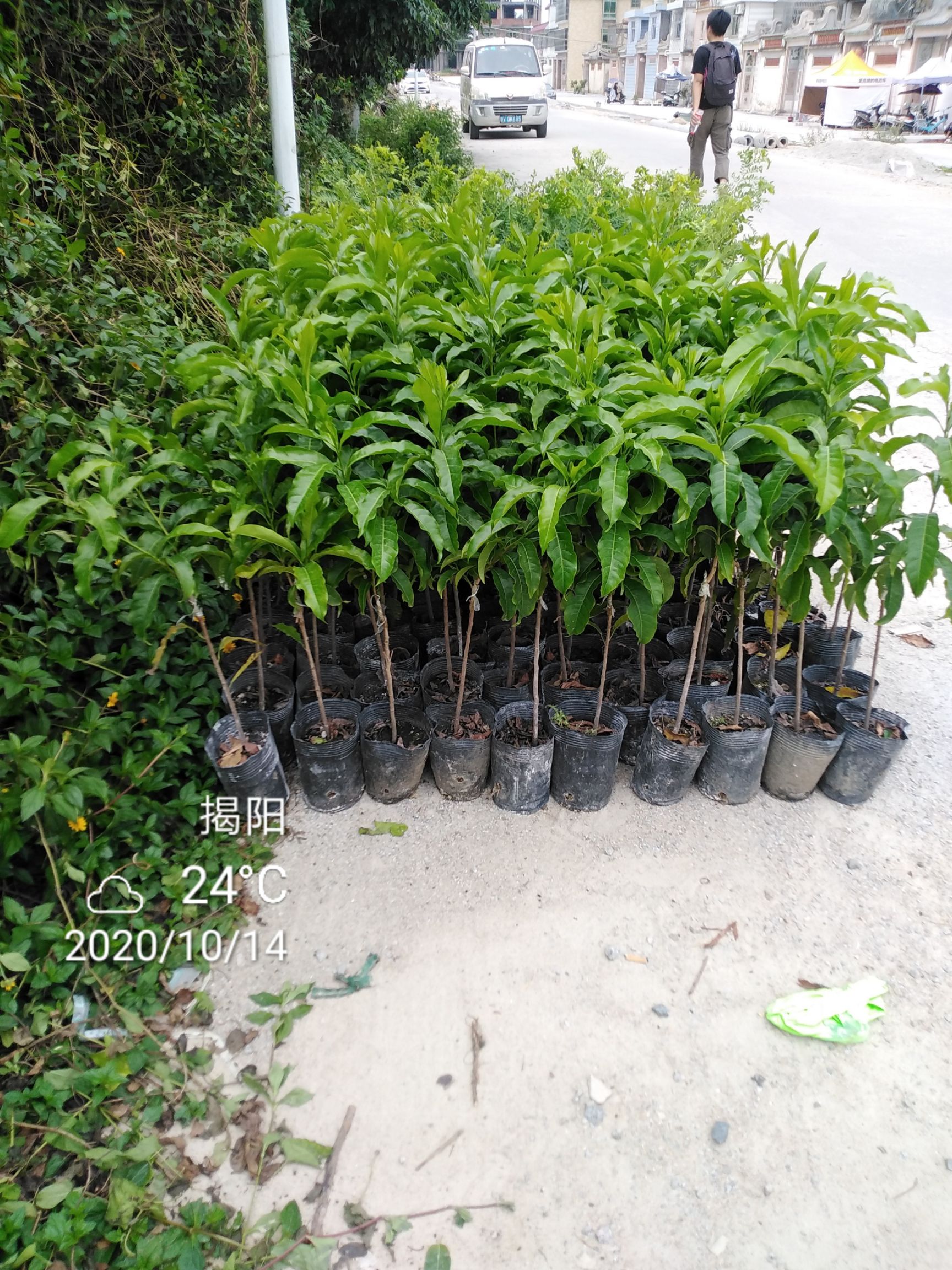 黄晶果苗  黄晶果大果嫁接苗