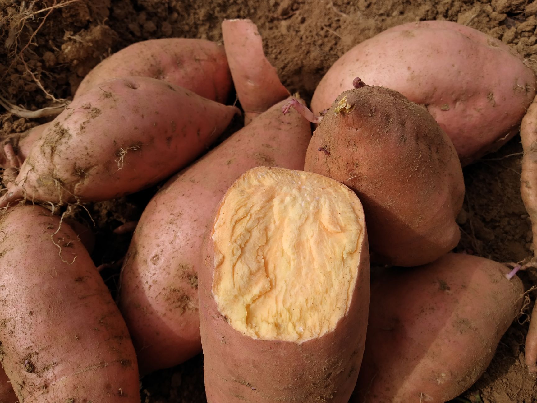 烟薯25西瓜红济薯26板栗红薯淀粉薯济薯25紫薯（紫罗兰）