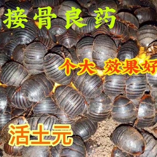 隆尧县厂家直销活体土元