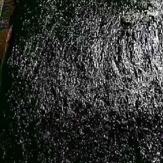 霞浦县霞浦紫菜  霞浦 沙塘湾 头水紫菜