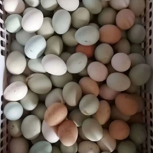 三门峡绿壳鸡蛋 食用 散装 