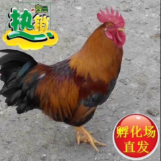 广州快大型麻鸡  麻七鸡苗 出壳包打疫苗 厂家直销 诚信经营