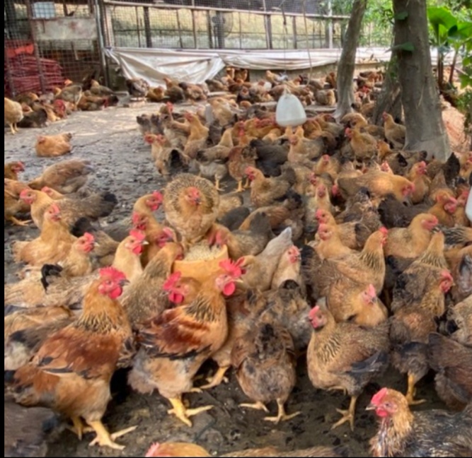 K9麻黄鸡苗  厂家直销 出壳打疫苗 下单就送2%