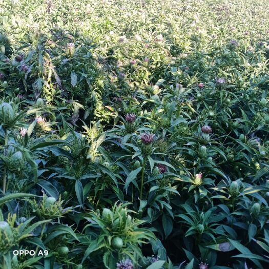 定州市 白术秧苗   白术种子大量出售