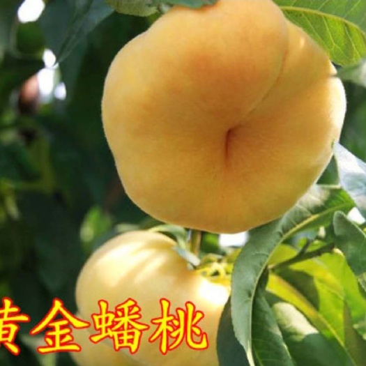 平邑县风味天后蟠桃苗  桃树苗黄金桃树苗黄金蟠桃锦绣黄桃黄金蜜桃树苗各种桃树苗品种齐