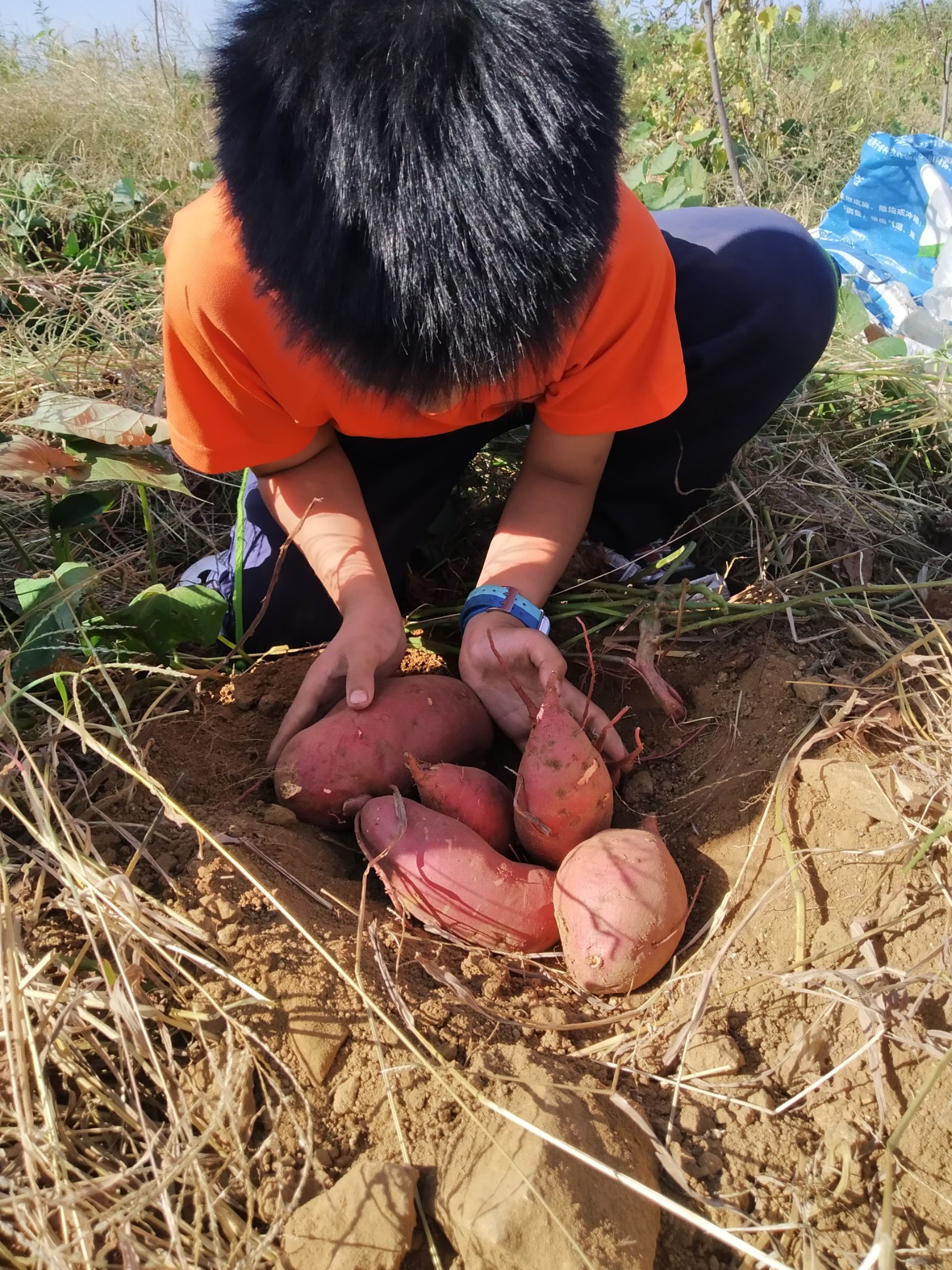 烟薯25西瓜红济薯26板栗红薯淀粉薯济薯25紫薯（紫罗兰）