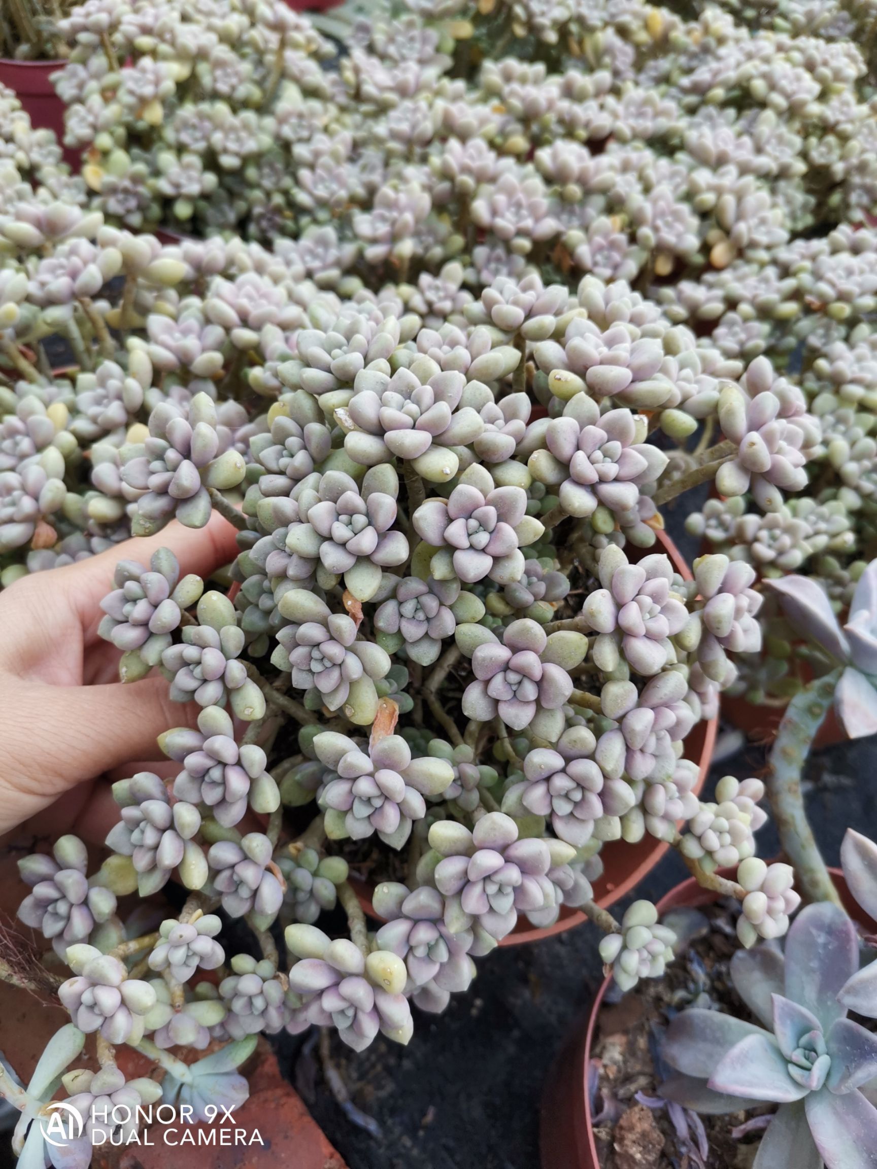 多肉植物  姬秋丽一箱15盆