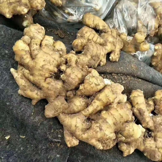 老姜 山东优质窖藏生姜块头大辣味浓厚价格便宜量大质优
