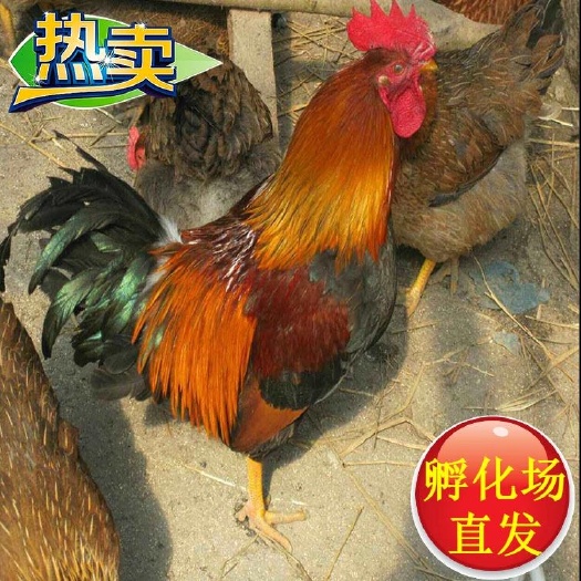广州草鸡苗  草原红公苗 温氏2号麻鸡苗  诚信经营