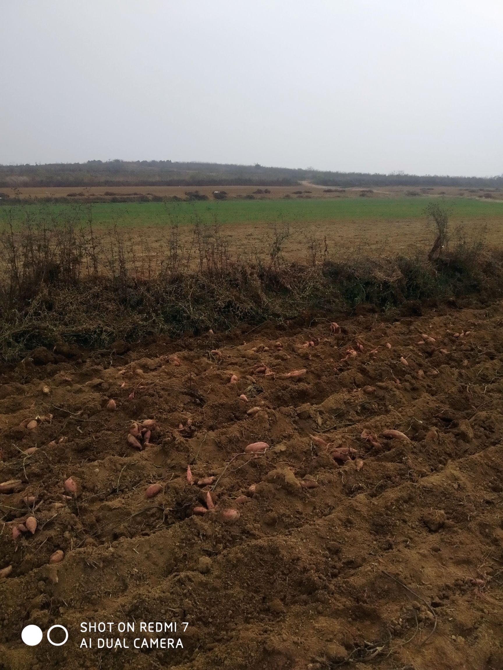 烟薯25西瓜红济薯26板栗红薯淀粉薯济薯25紫薯（紫罗兰）