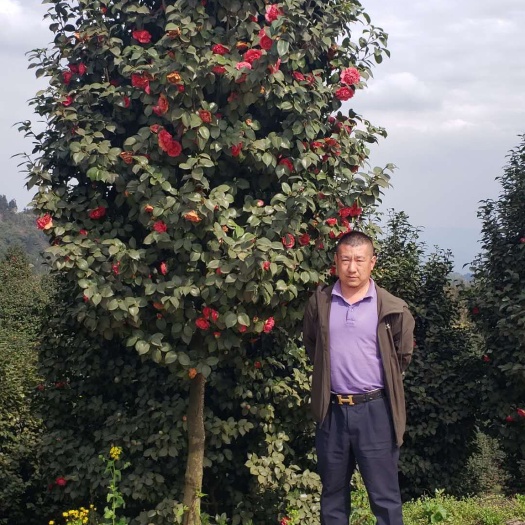 昆明 山茶花基地直供