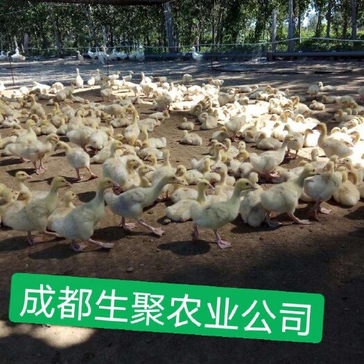 大三花鹅苗  成都生聚农业公司：免费培训养鹅技术，全程跟踪服务！