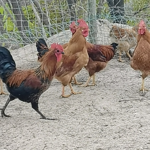 洛南县土鸡 纯粮食喂养，全散，肉质细腻，无腥味，价位可浮动，量大从优