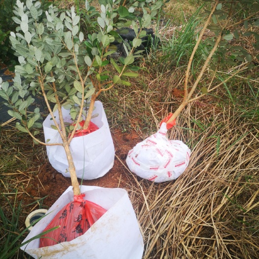 会同县菲油果苗  基地现挖菲油果大树 品种纯正