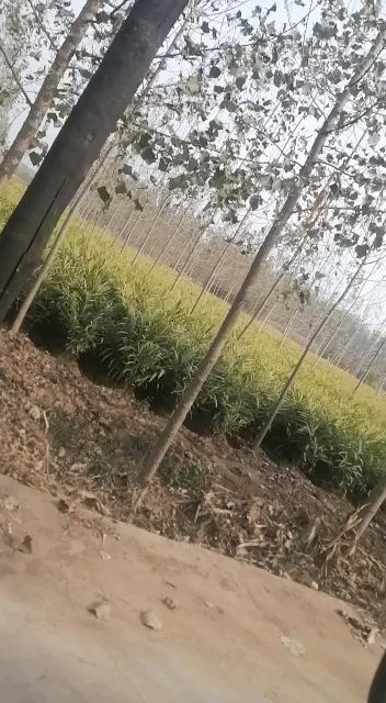 小黄姜，水洗姜，窖藏姜，保鲜姜，姜母，产地直销，一手货源，