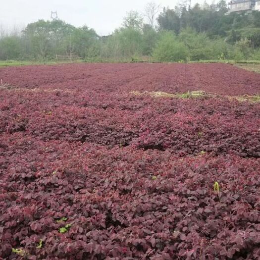洪江市黑珍珠红继木 0.25一颗大量供应