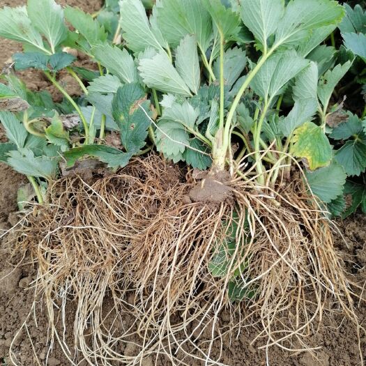 平度市 甜宝草莓苗，嫁植苗，叶面宽广，根系壮，成活率高，无限量供应