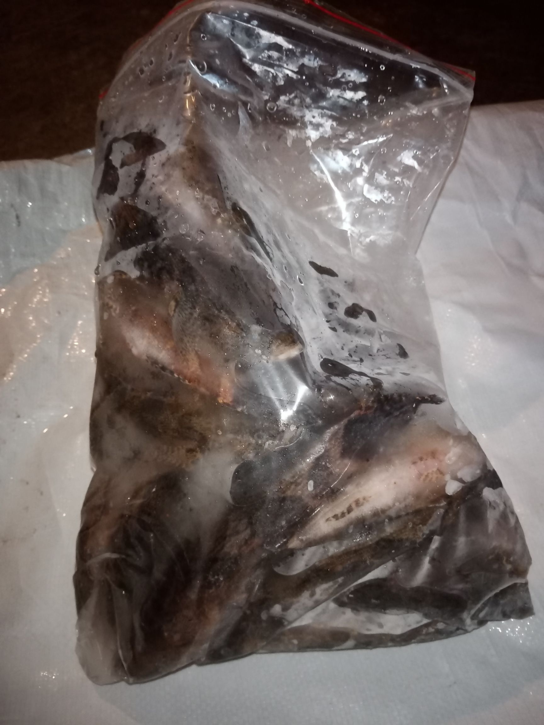 冰鲜笋壳鱼，批发海南水库天然绿色食品笋壳鱼大量供应。