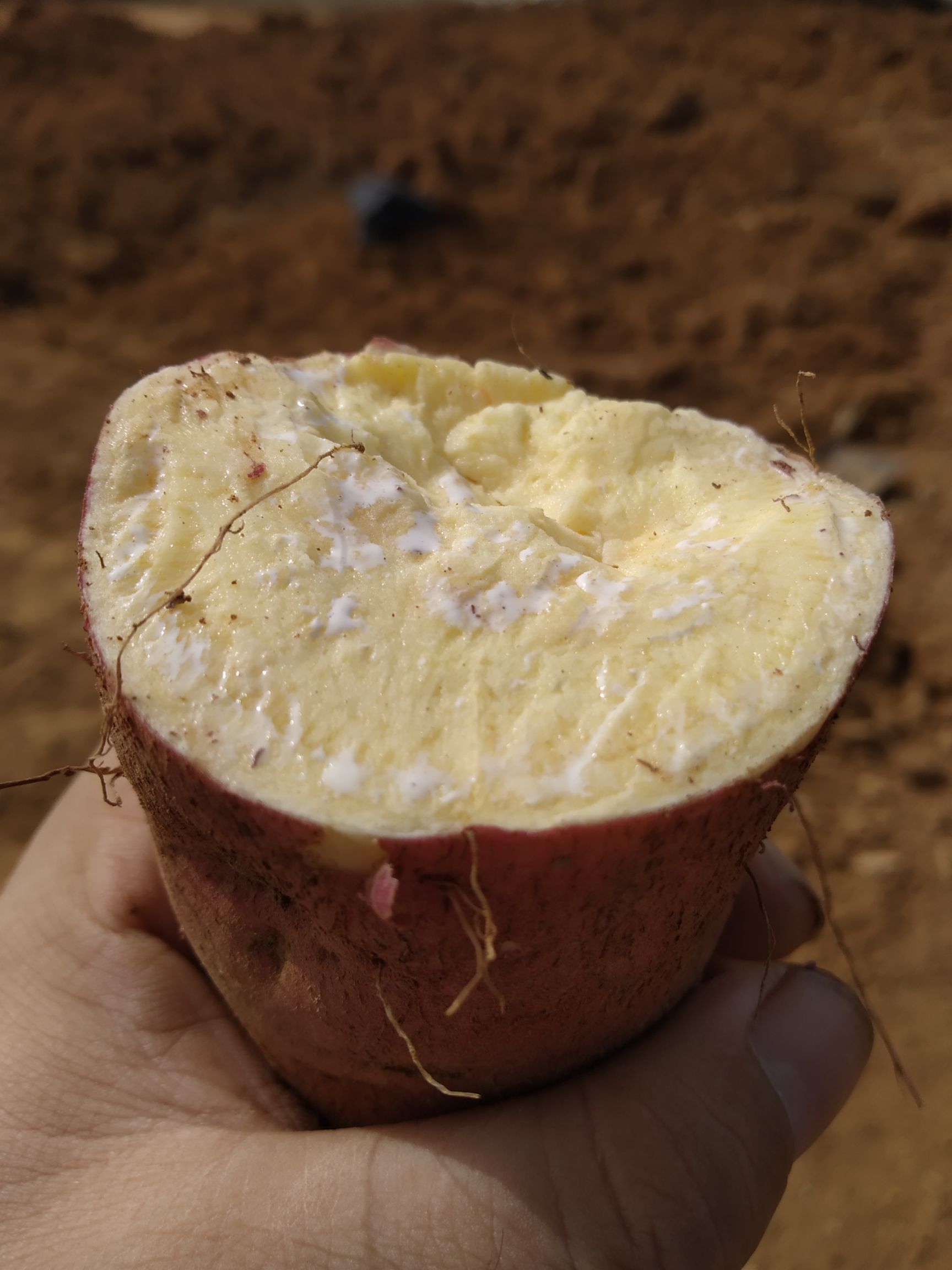 烟薯25西瓜红济薯26板栗红薯淀粉薯济薯25紫薯（紫罗兰）