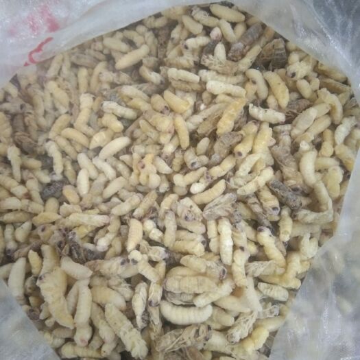 绵阳马蜂蛹  树蜂蛹出售