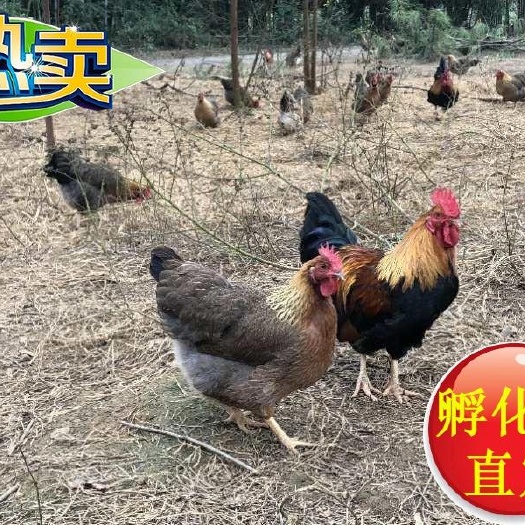 广州清远2号麻鸡苗  清远麻鸡苗 清远2号麻公鸡苗 出壳打疫苗  诚信经营