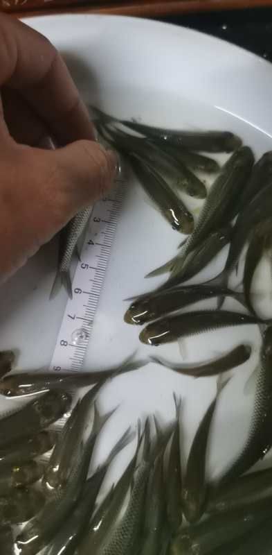 草鱼苗  ，草鱼水花，已做抗体疫苗，抗病能力强，成活率高