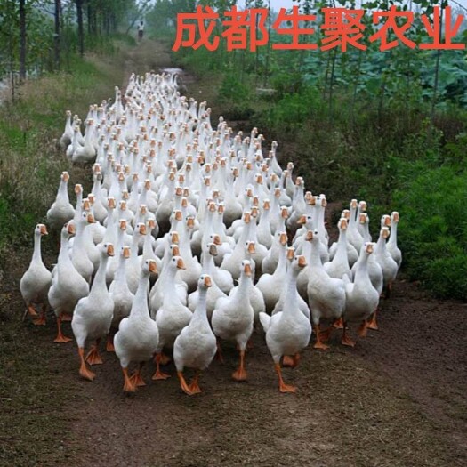 大邑县大三花鹅  成都生聚农业公司：养殖现场免费培训养鹅技术，全程跟踪服务。