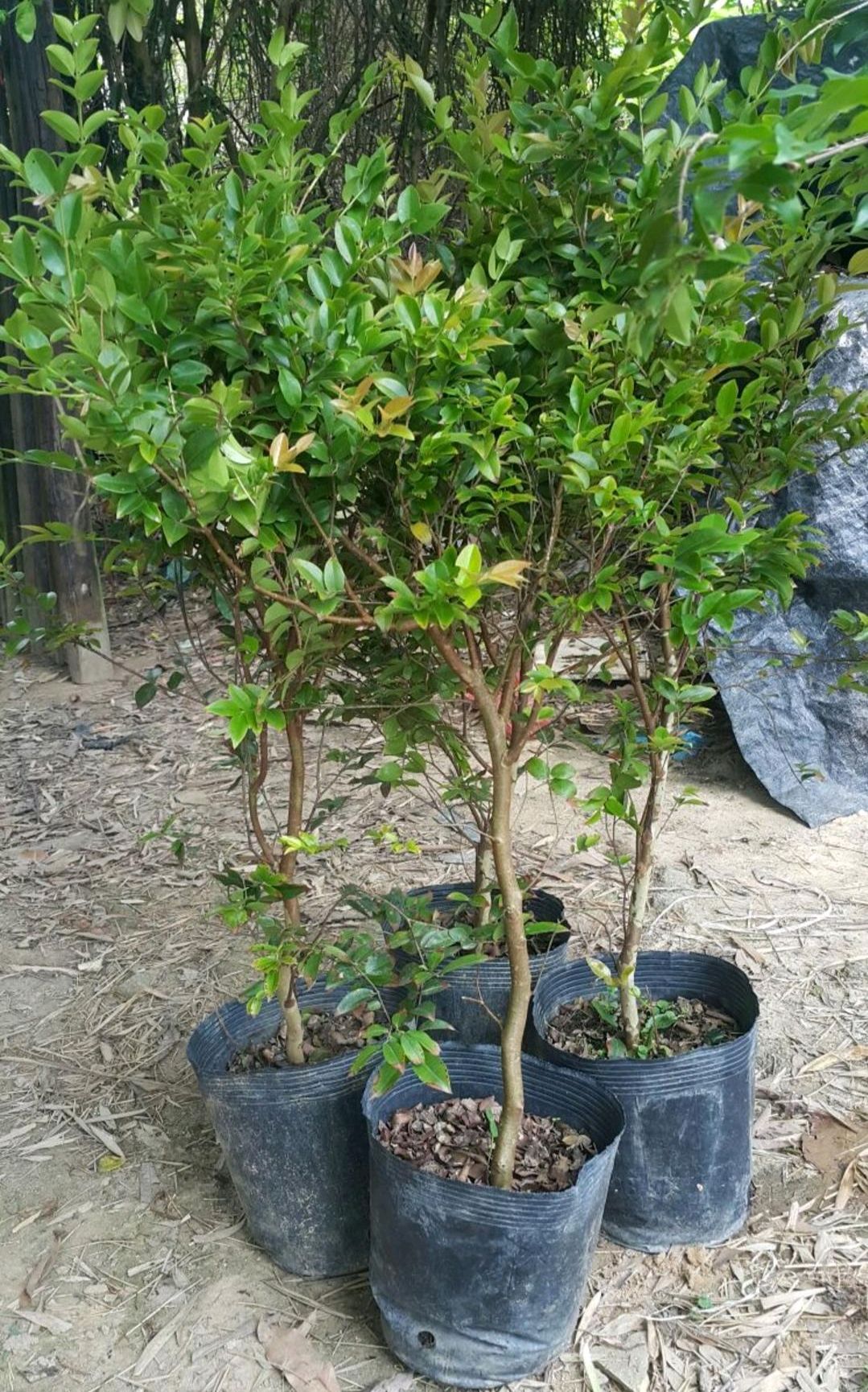 嘉宝果苗  带营养杯发货！两年苗