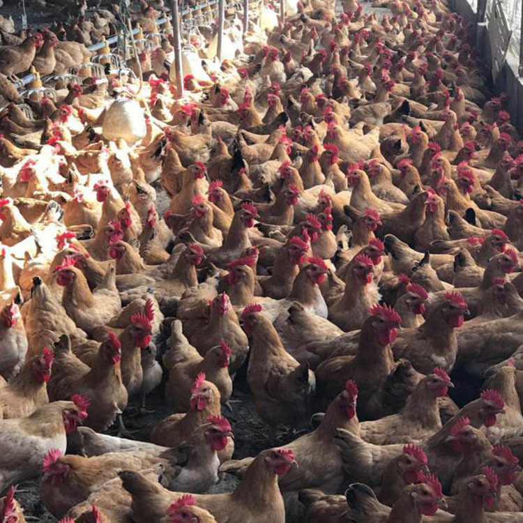 三黄鸡苗  土鸡苗 小 出壳打疫苗 下单就送2%  诚信经营