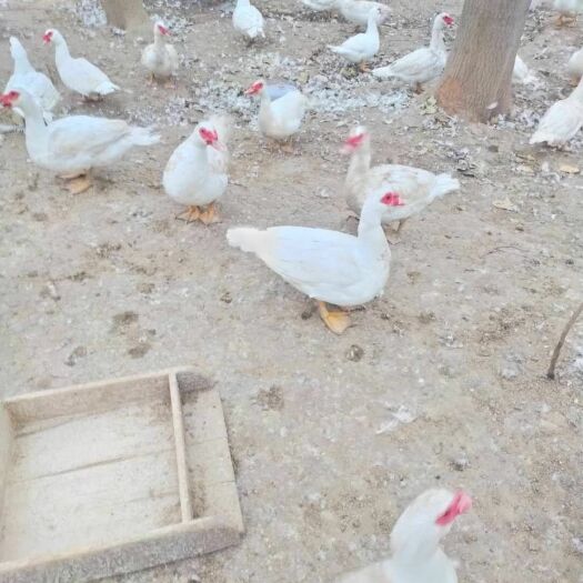 商丘白番鸭鸭子