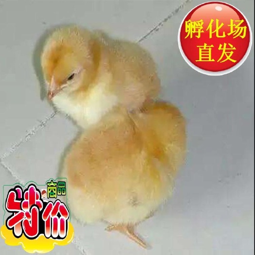 广州三黄鸡苗  土鸡苗 小 出壳打疫苗 下单就送2%  诚信经营