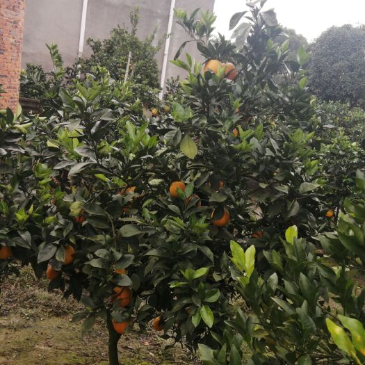 枝江市纽荷尔脐橙  果大水分足糖分达国标