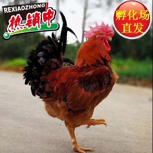 广州快大鸡  快速麻红公鸡苗，肉鸡苗 90天8斤 抗病能力强，