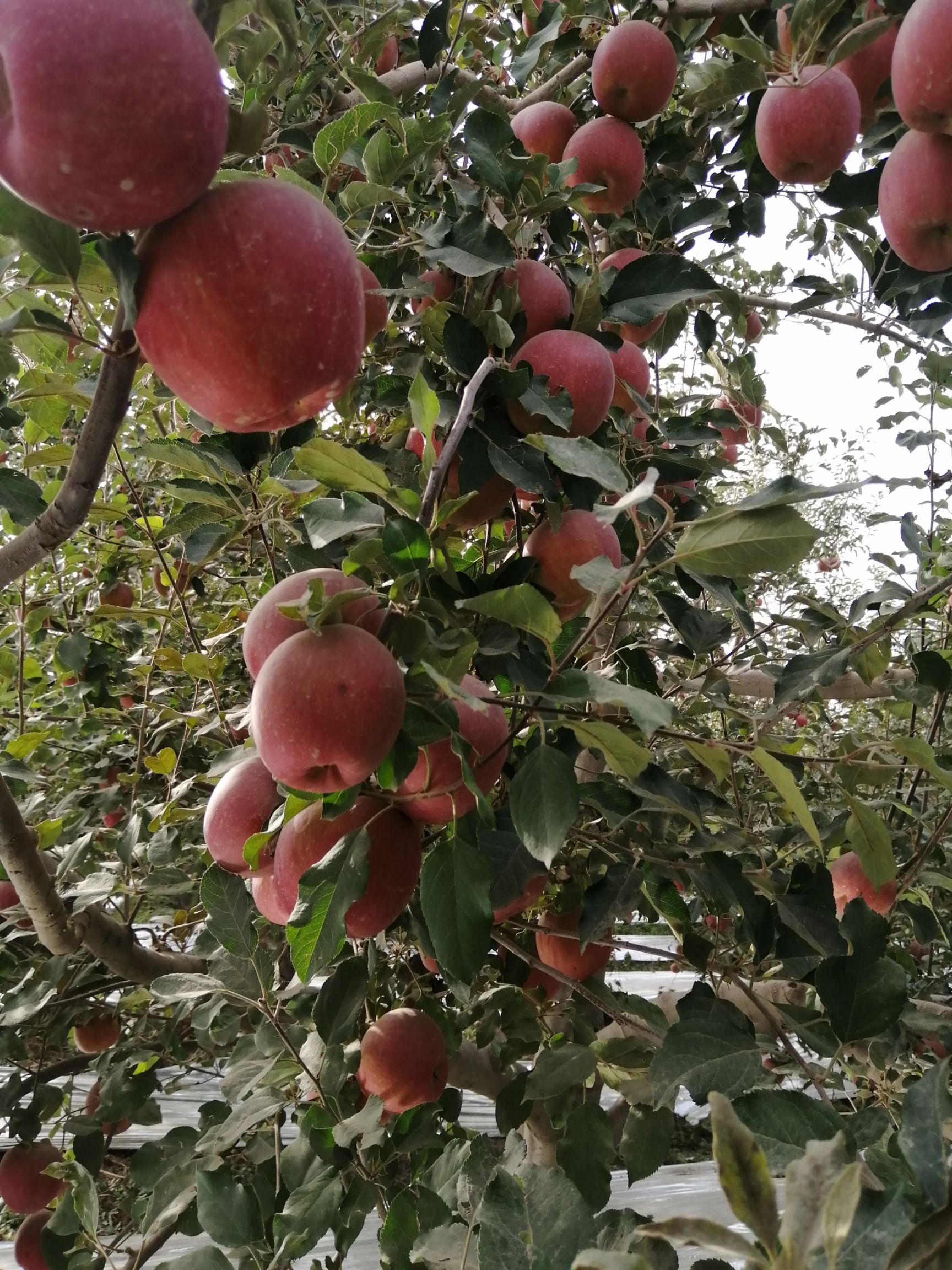 阿克苏冰糖心苹果 80mm以上 片红 光果 