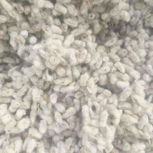 石河子市大量出售棉籽
